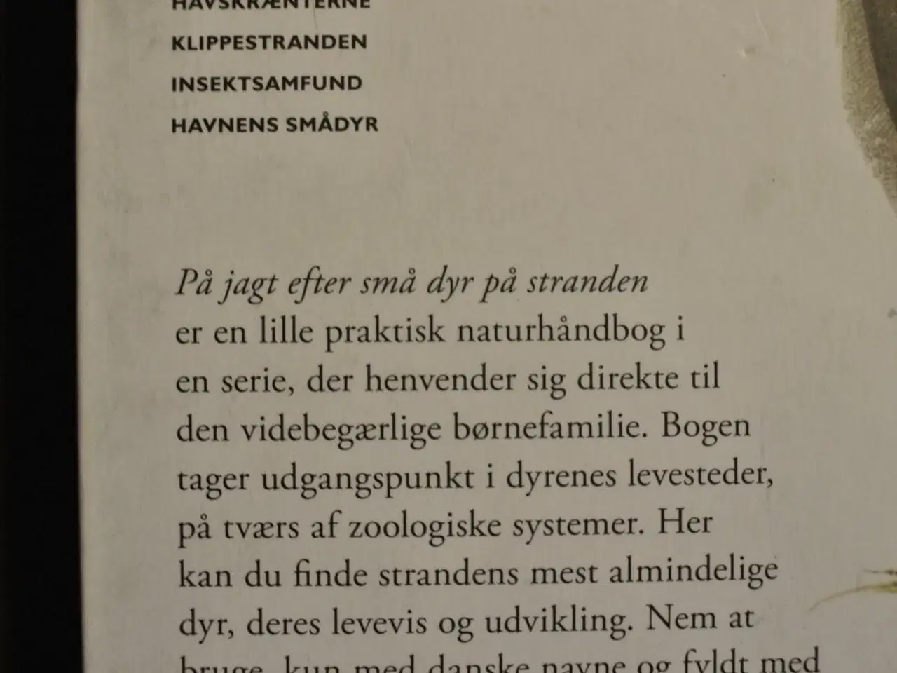 Billede 2 - på jagt efter små dyr på stranden, af peter nielse
