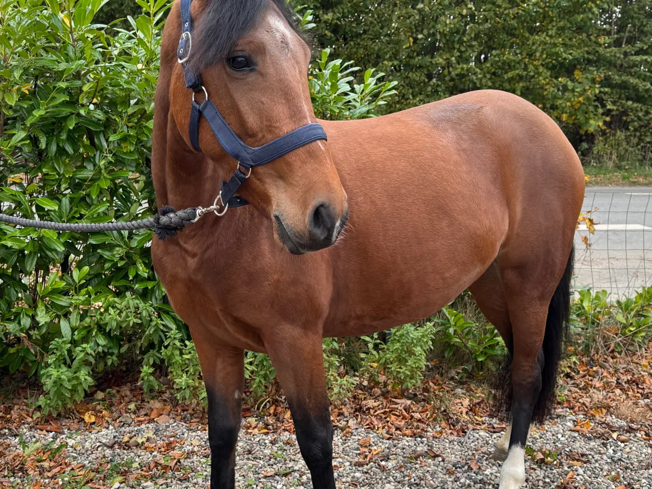 Billede 5 - Sød pony