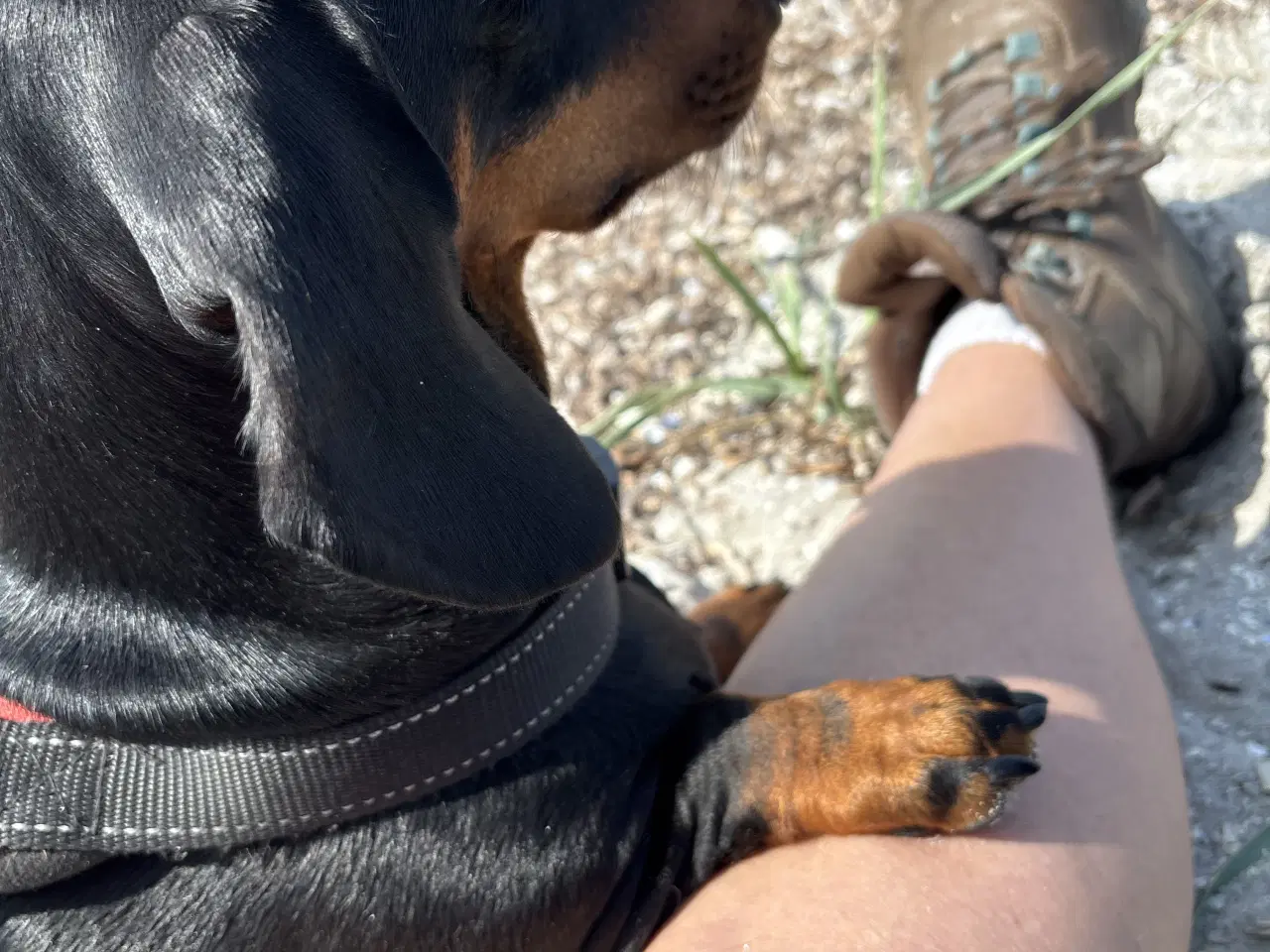 Billede 8 - Standard Black/Tan Tæve 