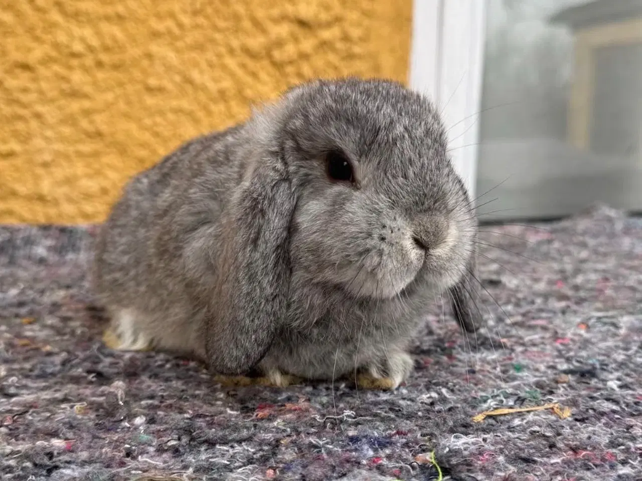 Billede 3 - Han Dværgvædder unge sælges 