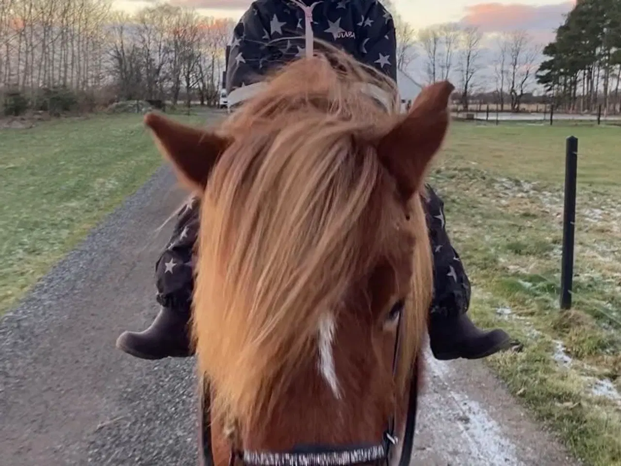 Billede 2 - Islænder hoppe