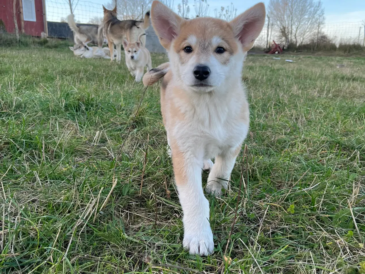 Billede 7 - Hvalpe af malamute/ tjekkoslovakisk ulvehund