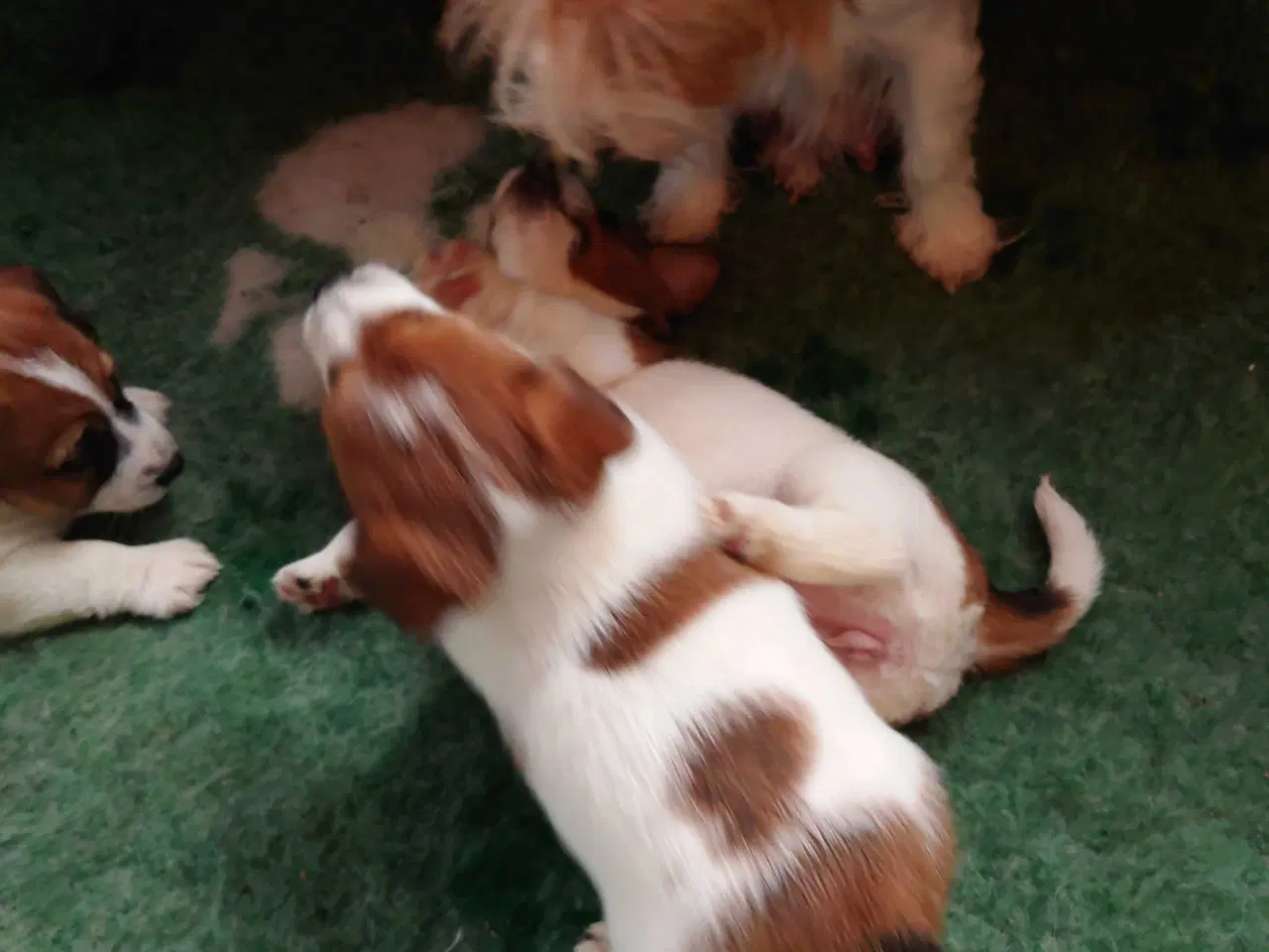 Billede 5 - Jack Russel hvalpe. ( Kort benet type)