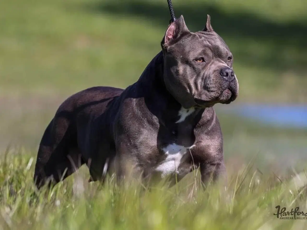 Billede 1 - American Bully