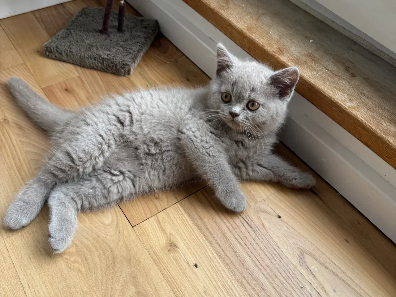 Billede 6 - British Shorthair killinger med stamtavle