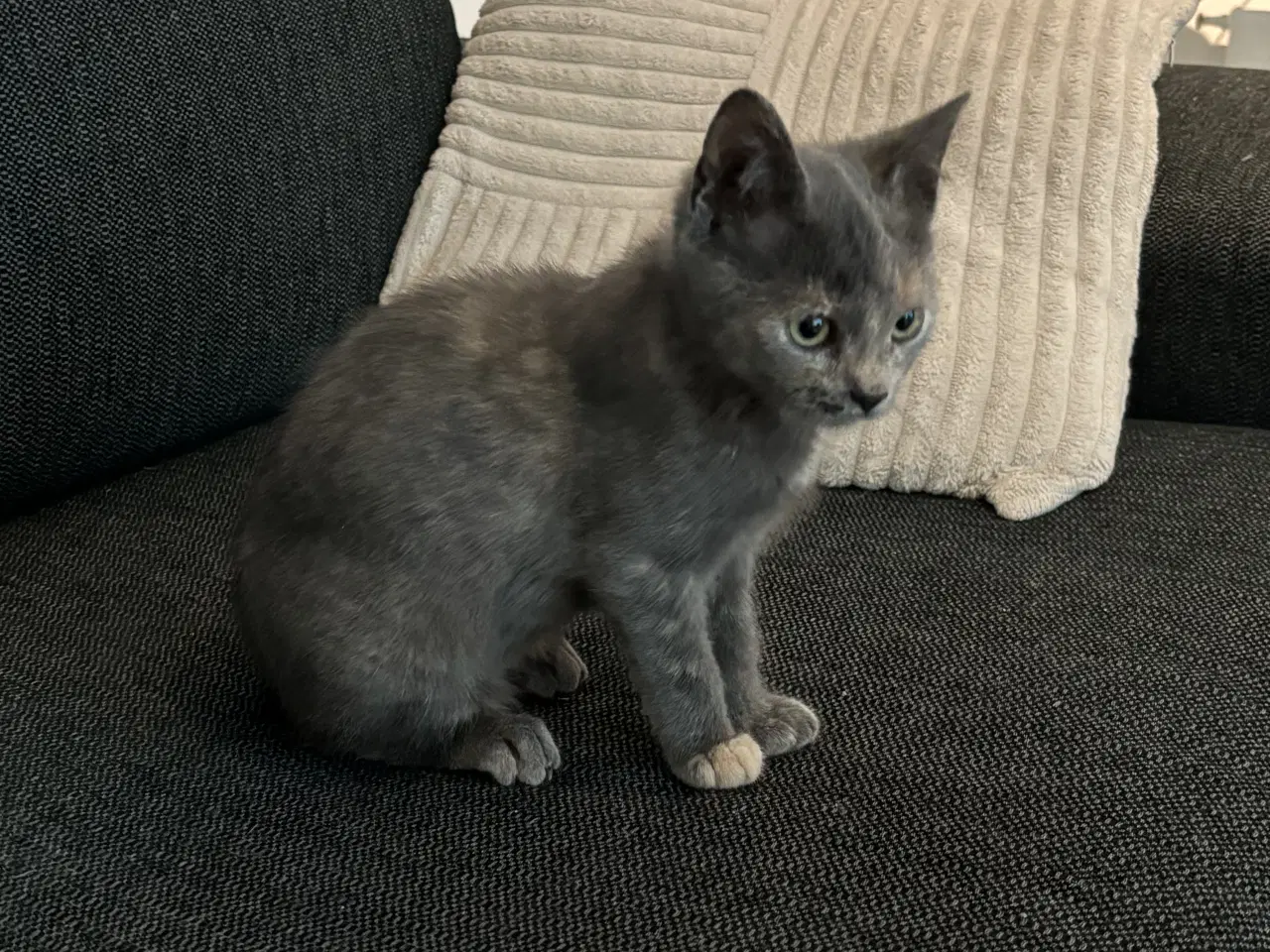 Billede 1 - Killinger