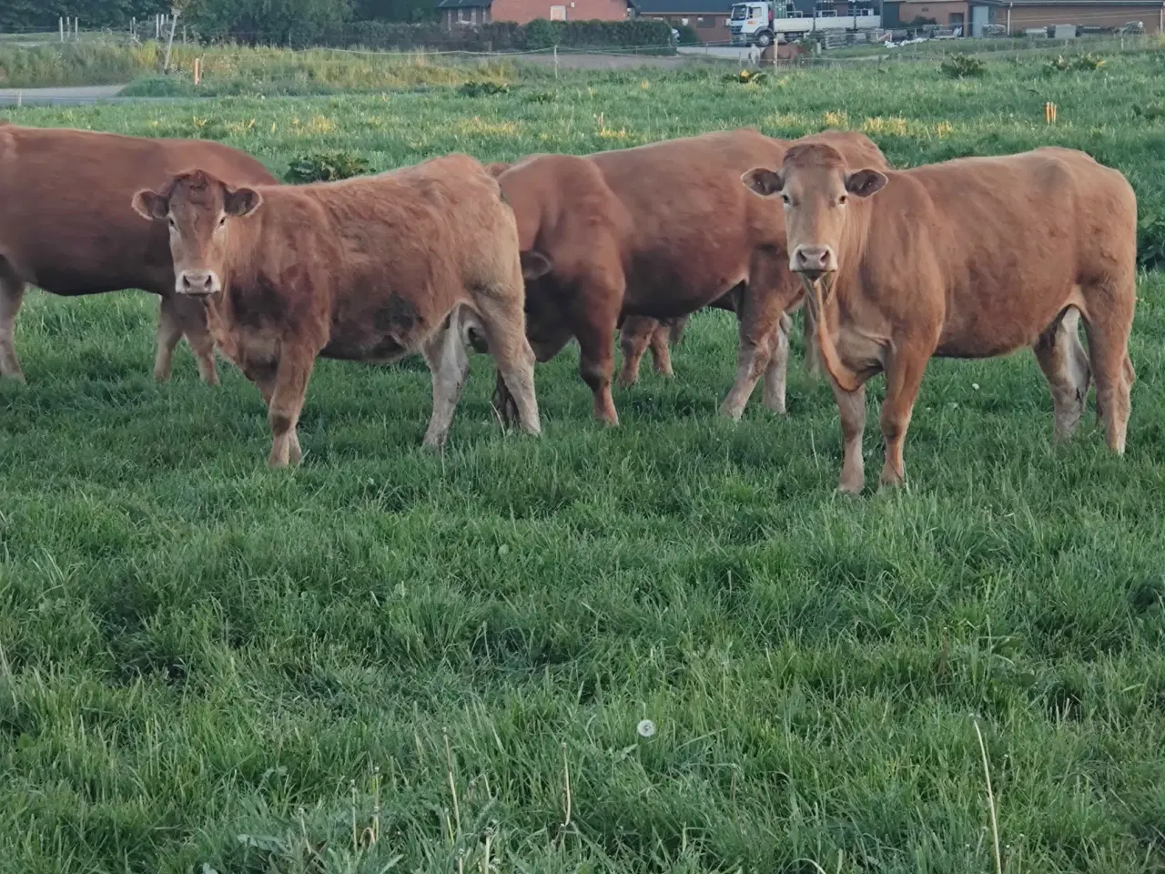 Billede 7 - Limousine Besætning 