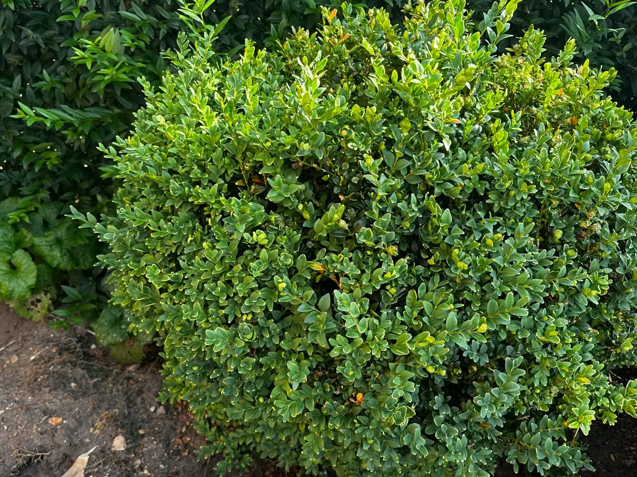 Billede 3 - Rhododendron, buskbom samt andre planter