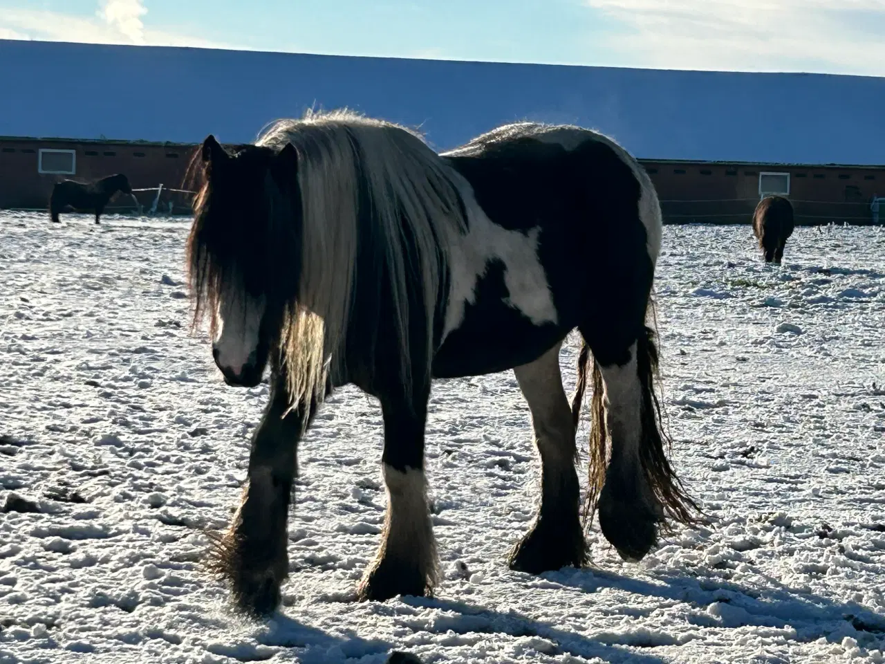 Billede 2 - Super skøn og smuk irish cob 