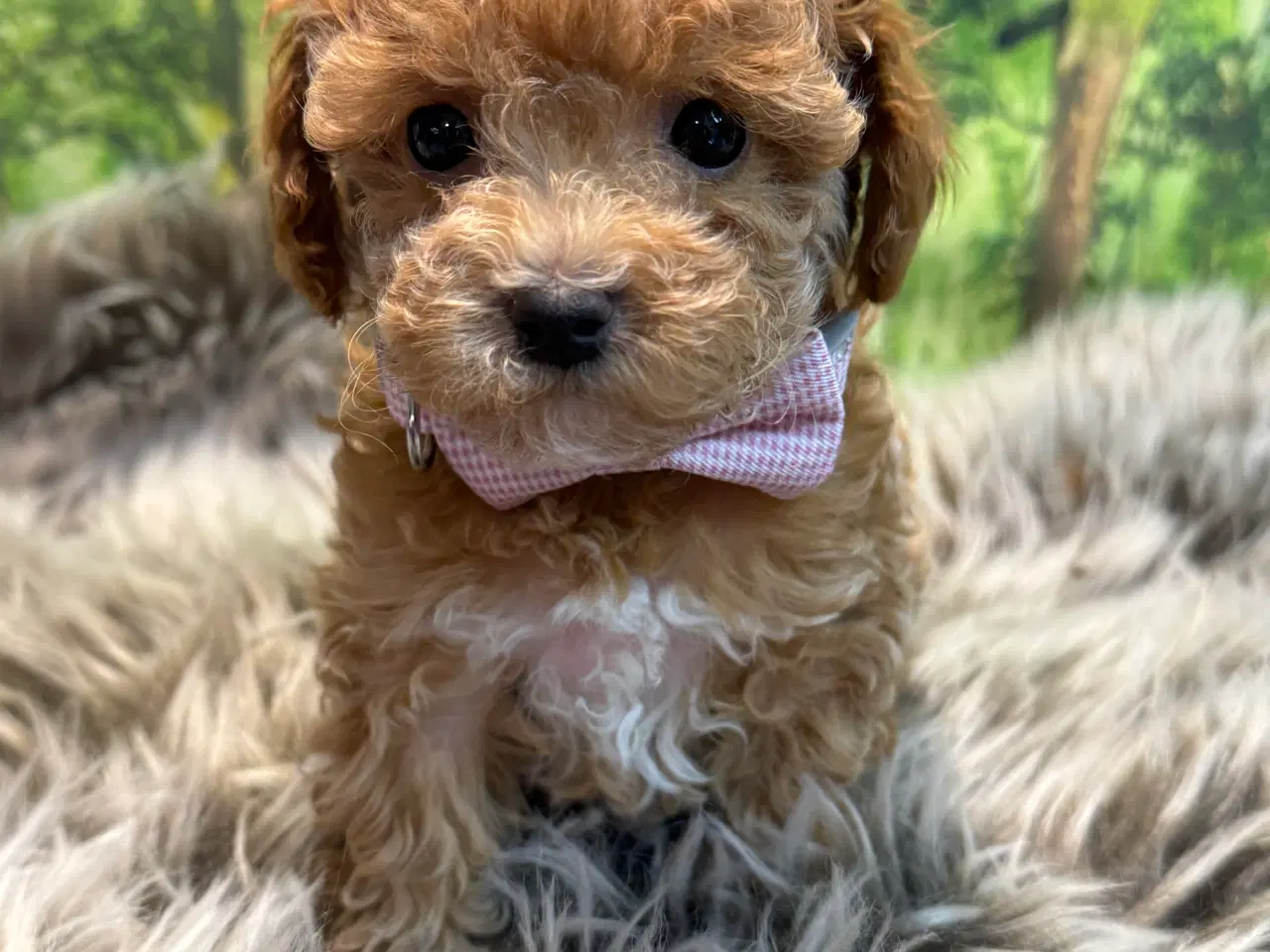 Billede 11 - Maltipoo  