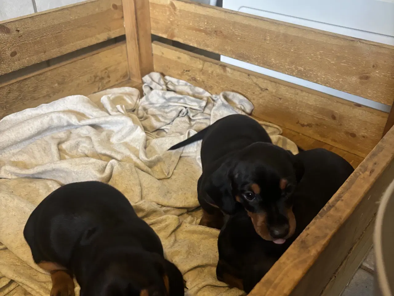 Billede 2 - Gravhund til salg