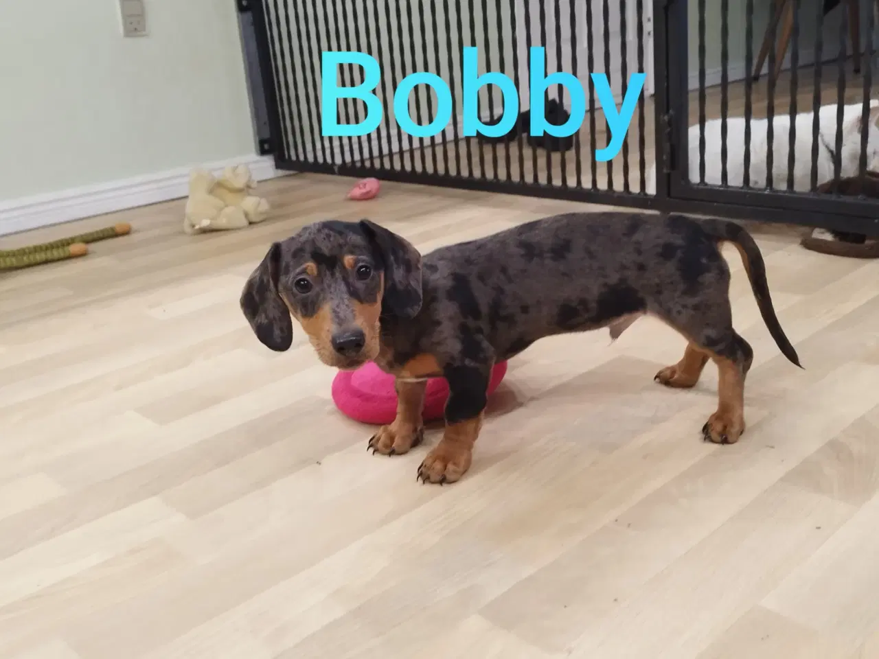 Billede 8 - Danmarks sødeste Korthåret Mini gravhunde hvalpe u