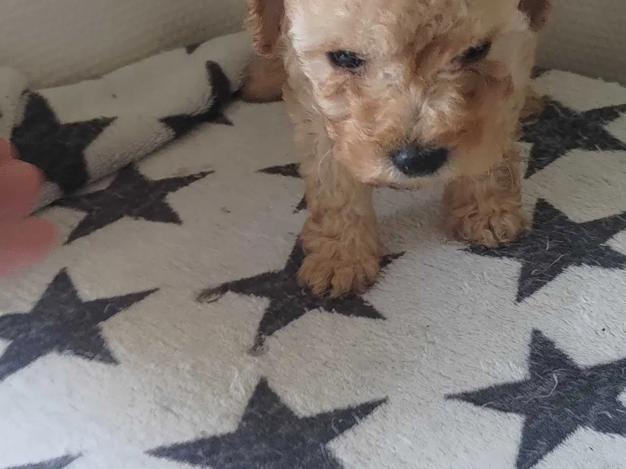 Billede 3 - Fawn krøltoppe puddelhvalpe 