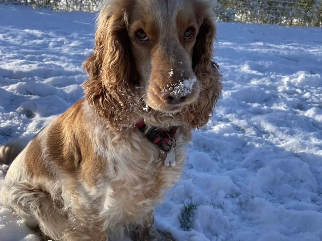 Billede 9 - Hvalpe på vej 