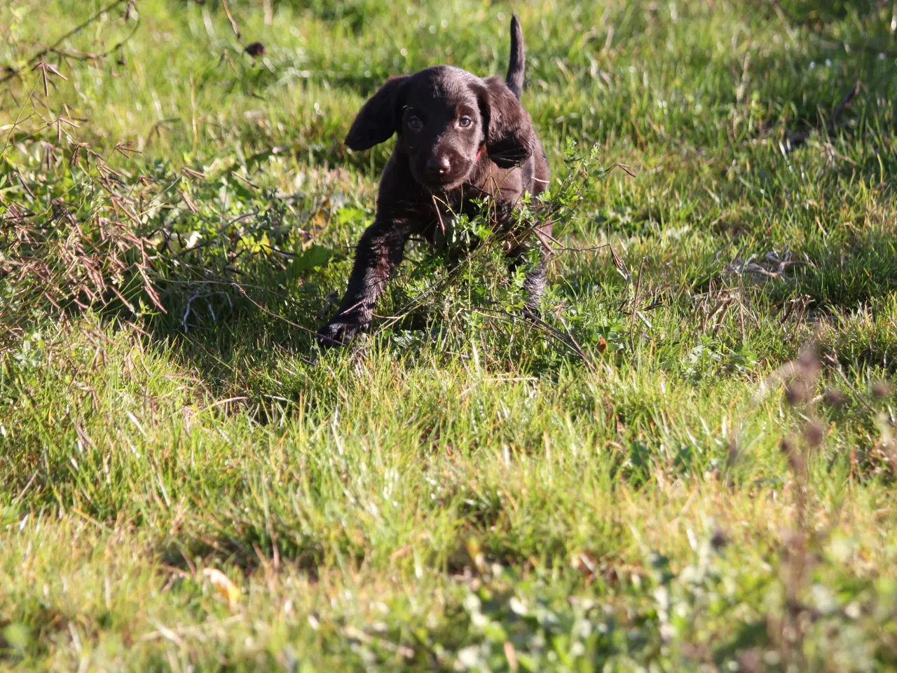 Billede 9 - Langhåret hønsehunde hvalpe