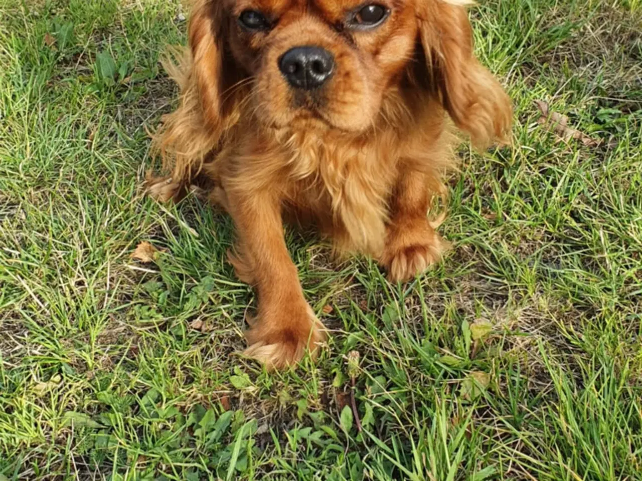 Billede 5 - Cavalier King Charles hvalpe