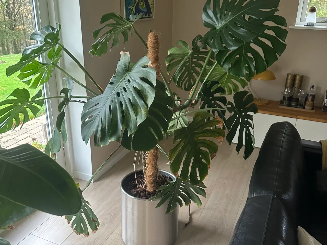 Billede 2 - Stue plante 