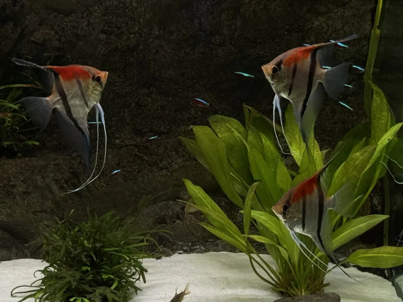 Billede 5 - Discus & Scalare sælges 