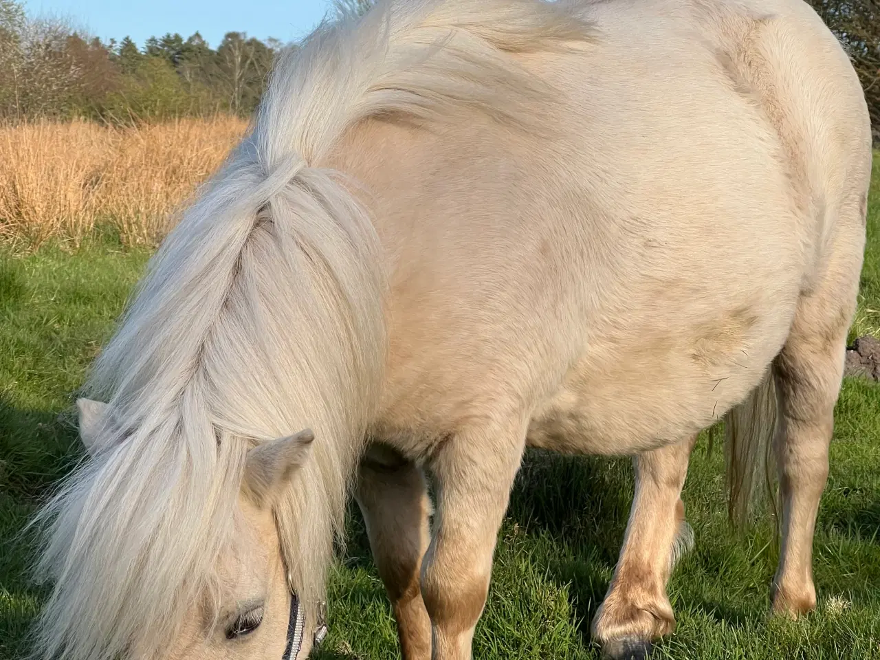 Billede 12 - Smuk Palomino Hoppe med føl 