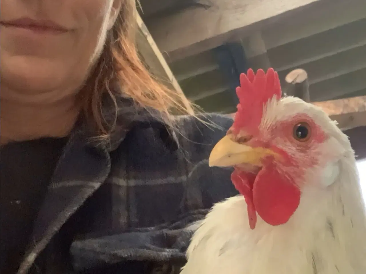 Billede 4 - Ung 20 kroner hane. halv italiener halv blå lægger