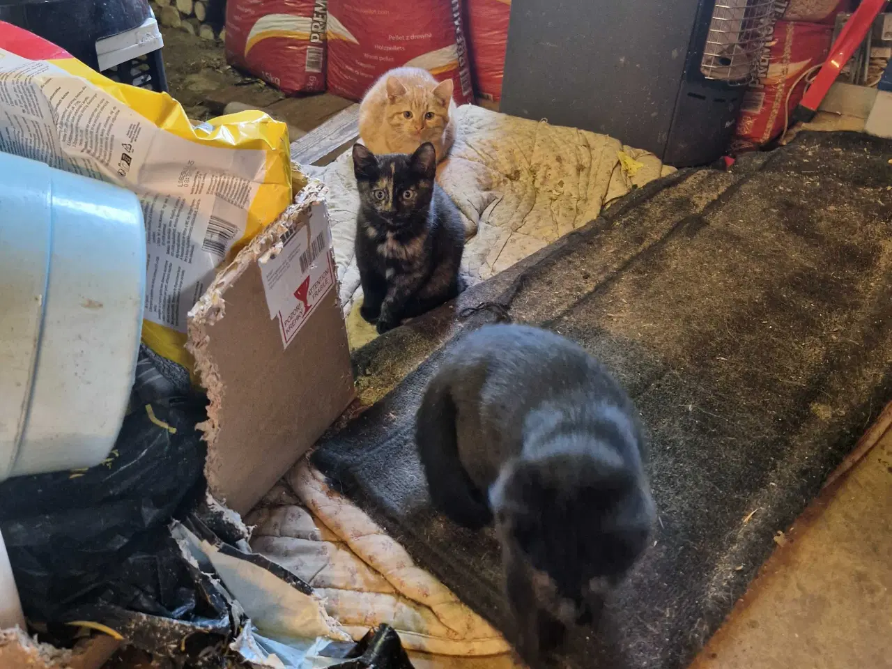 Billede 6 - Smukke killinger 