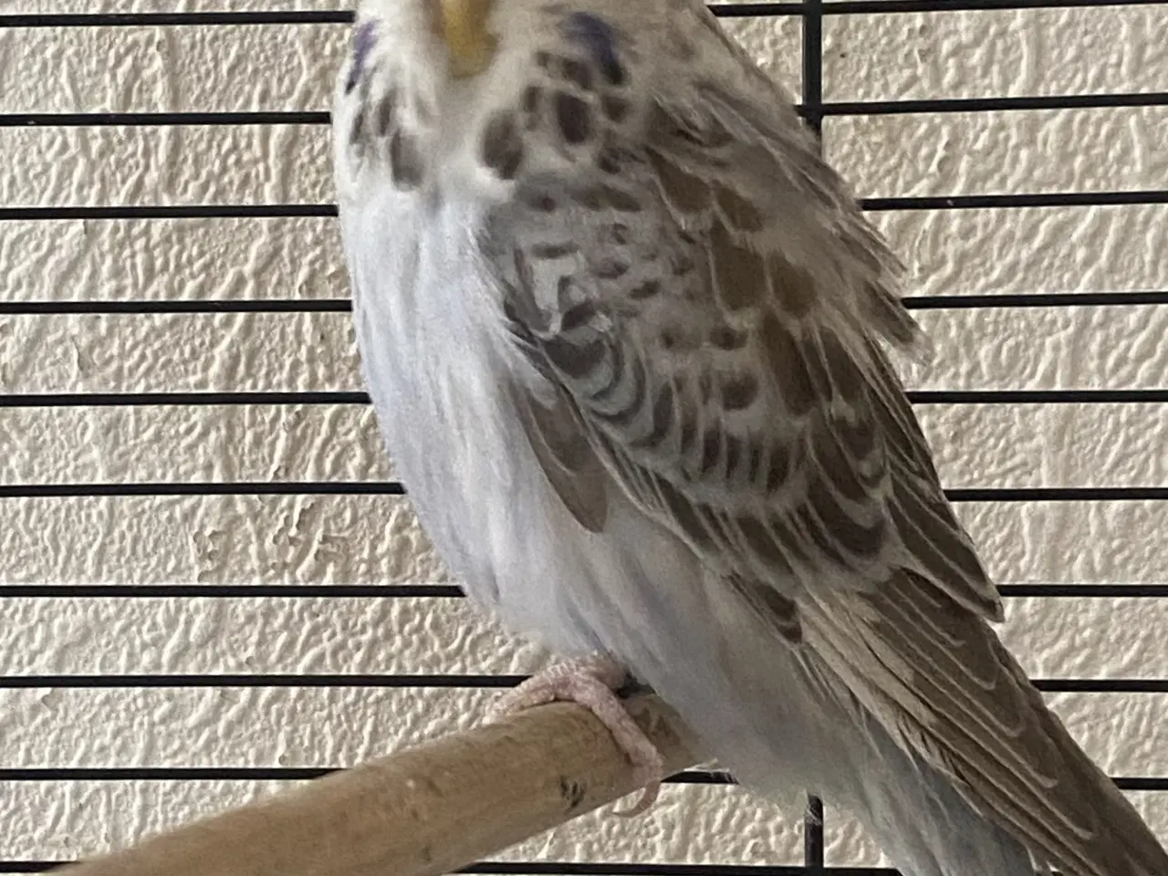 Billede 4 - Flot engelsk undulat