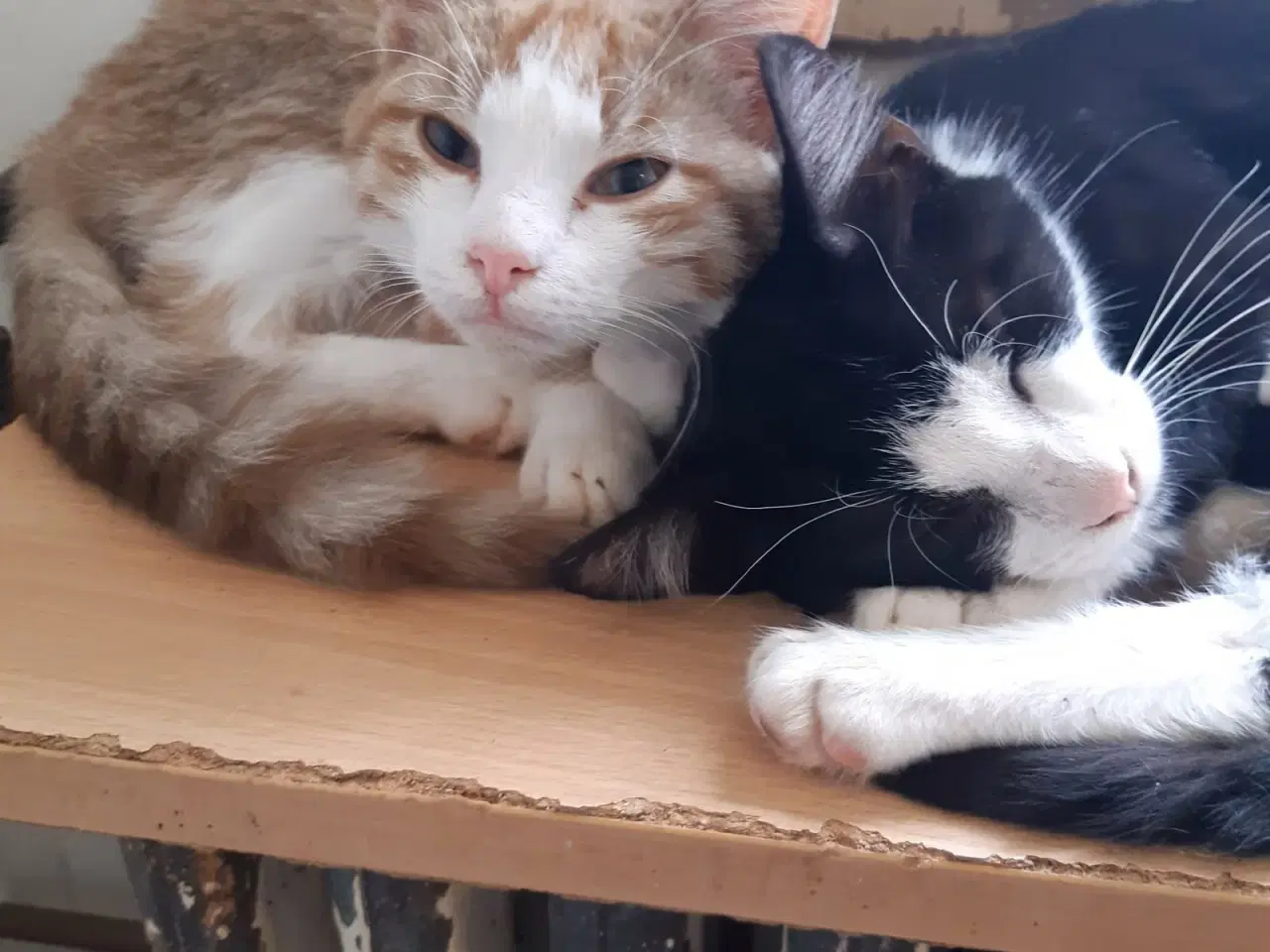 Billede 2 - Fiona - dejlig hunkilling