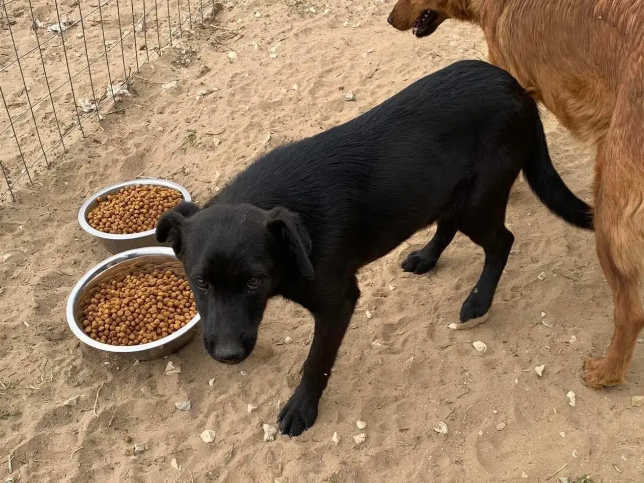 Billede 6 - Joey søger sit helt eget hjem❤️