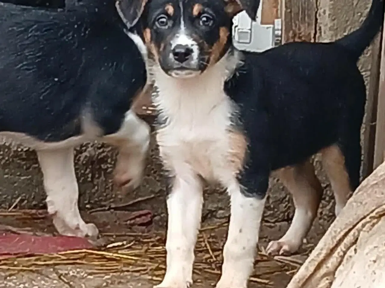 Billede 4 - Alfi leder efter sin egen familie 🩵