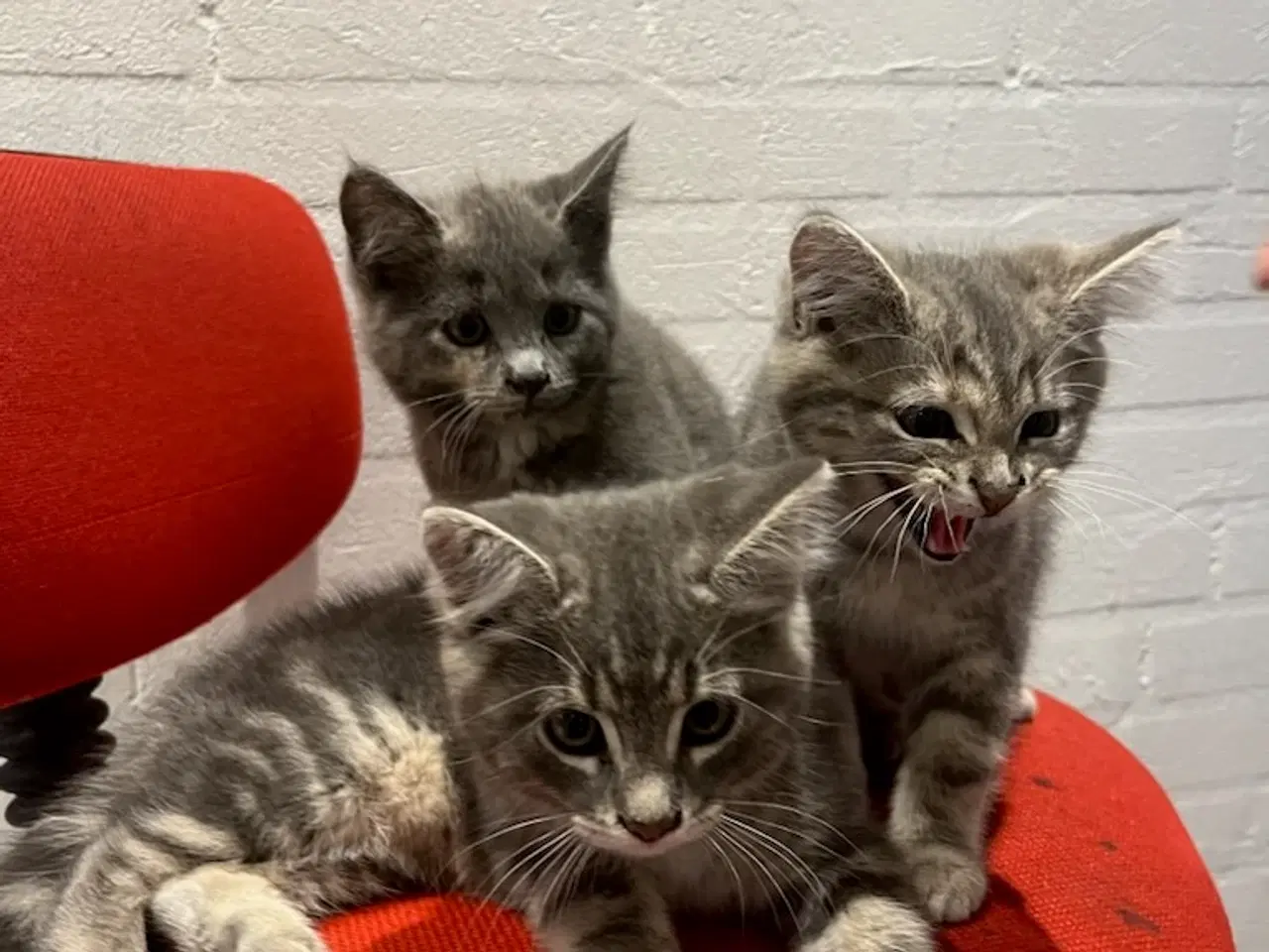 Billede 4 - Whiskas killinger