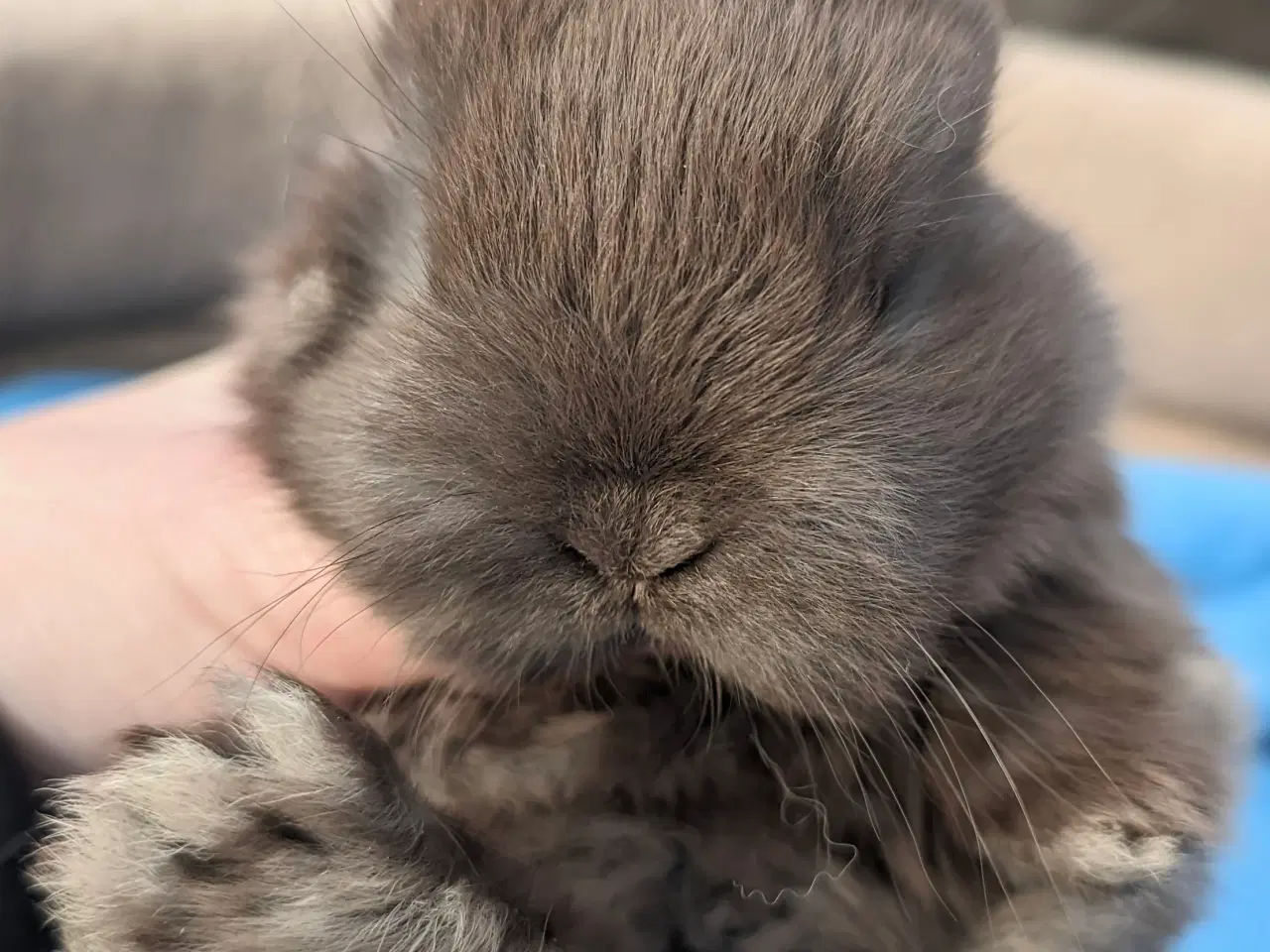 Billede 4 - Hermelin kaninunge sælges