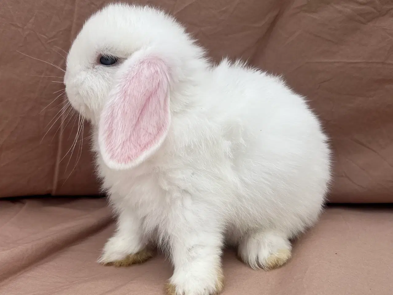 Billede 6 - Mini lop - BEW 