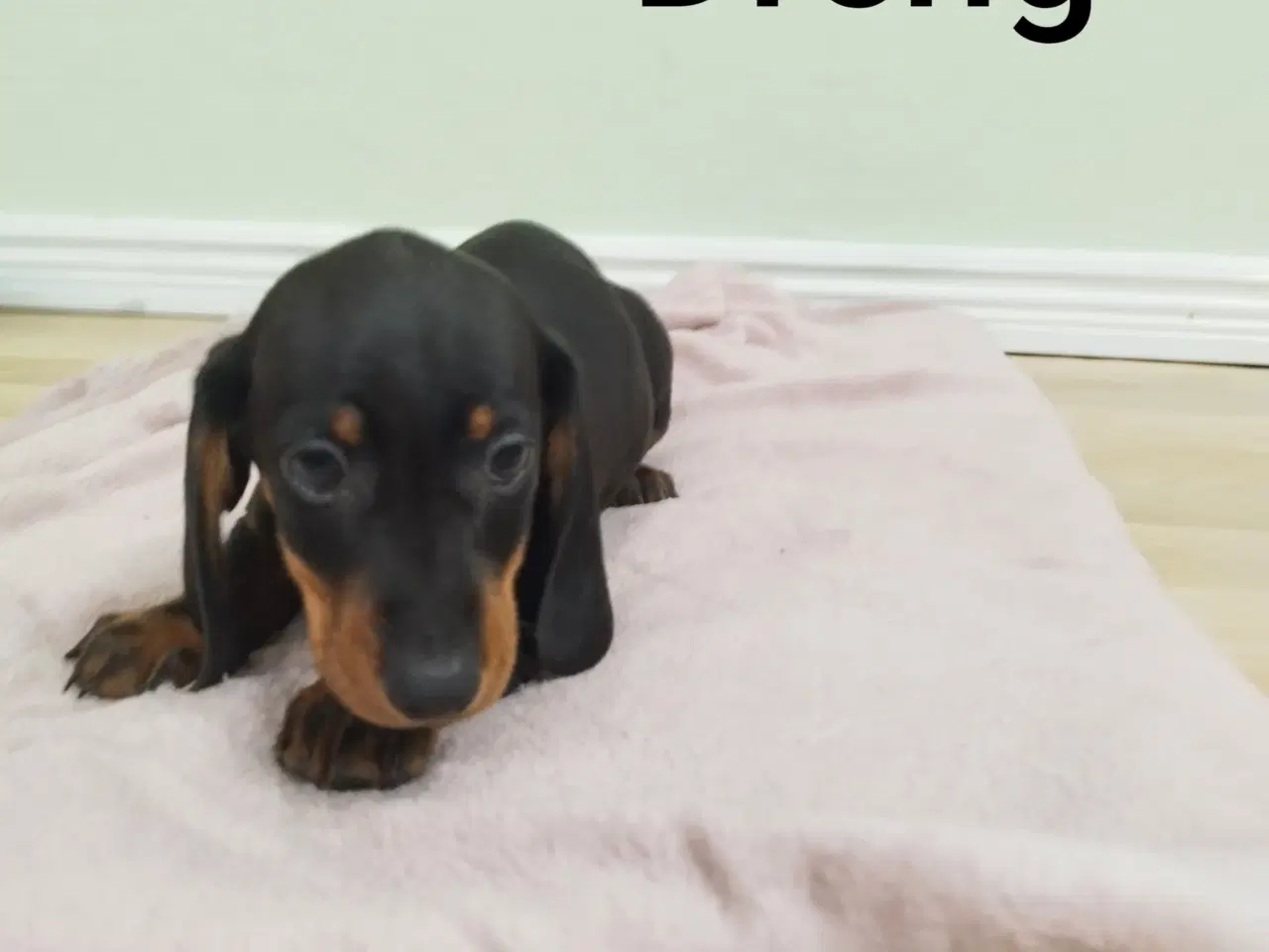 Billede 4 - korthåret dværg gravhunde hvalpe harlekin