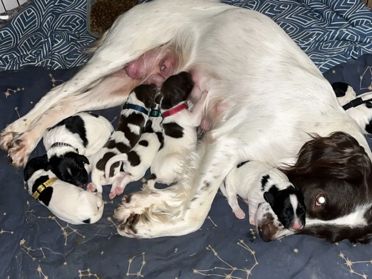 Billede 1 - Fy springer spaniel hvalpe