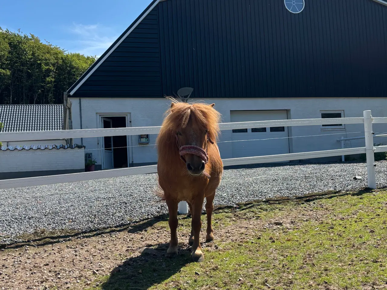 Billede 3 - Shetlands pony sælges 