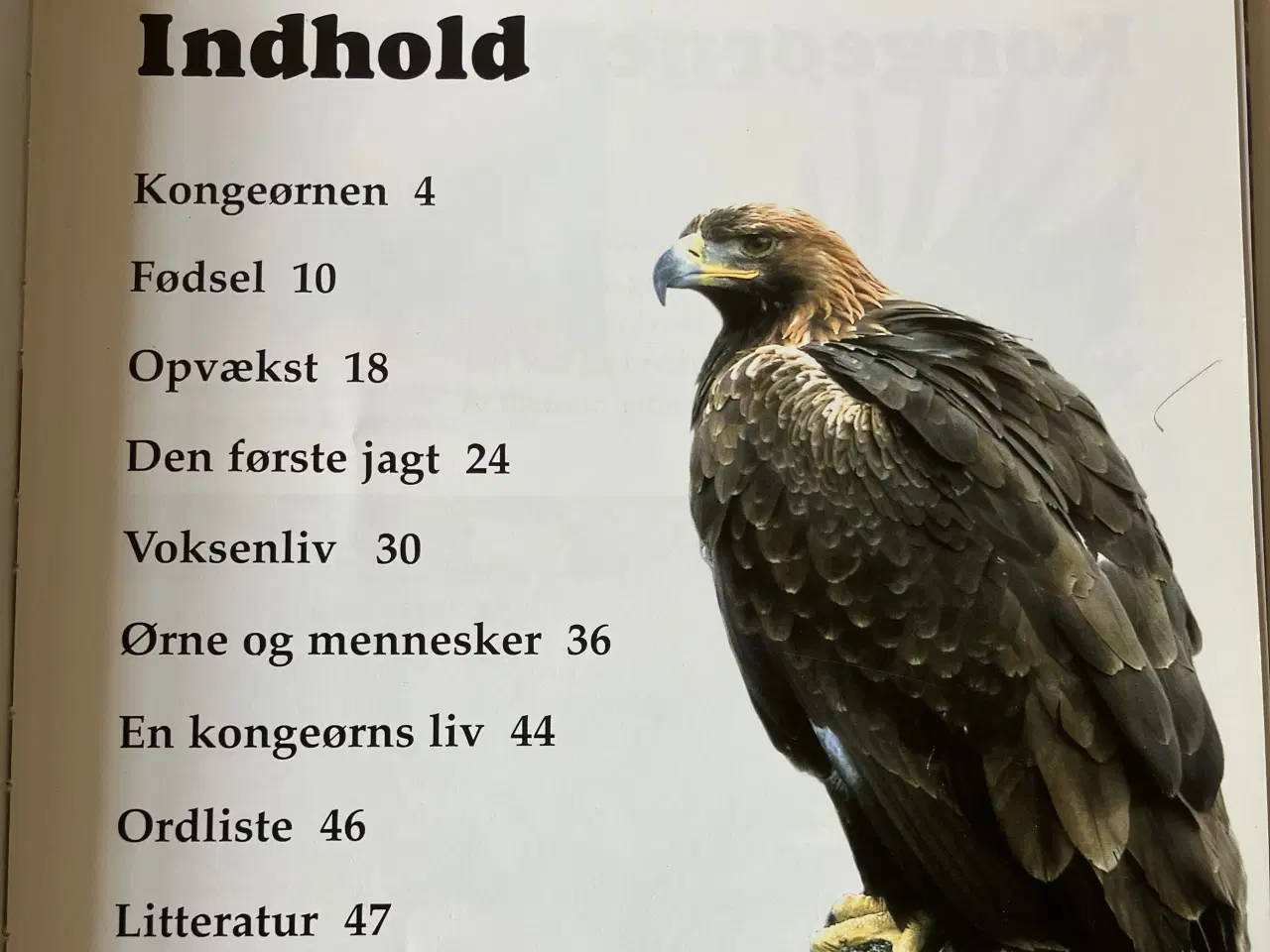 Billede 3 - Kongeørn - levesteder, livscyklus, fødekæder, trus