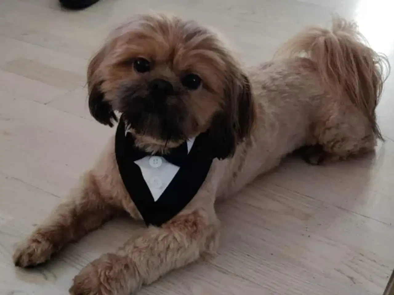 Billede 4 - Shih Tzu Vil du på date med mig