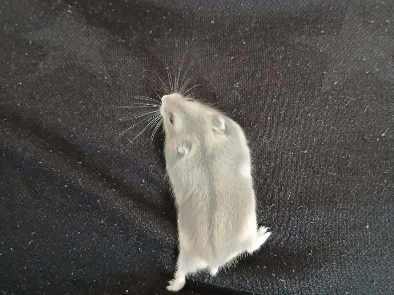 Billede 7 - Dværghamster unger 