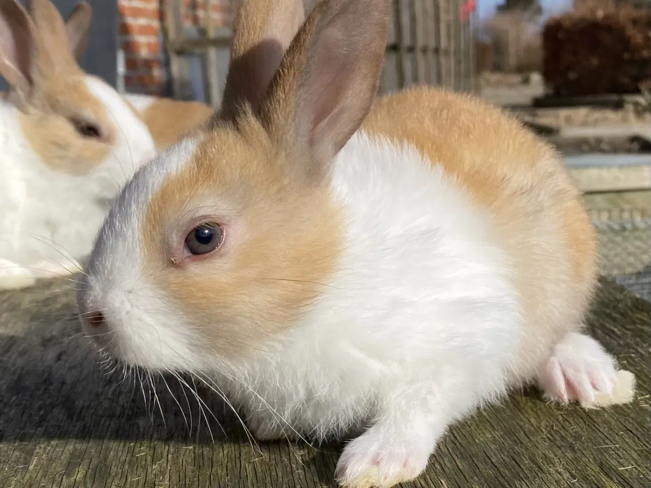 Billede 1 - HOLLÆNDER HAN MADAGASCAR