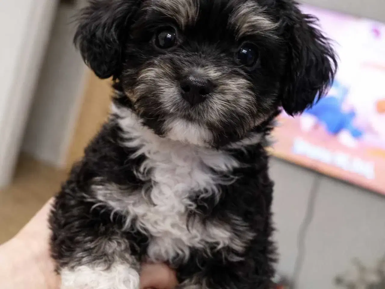 Billede 1 - Bichon Havanais kvalpe 🤗🐶🥰♥️