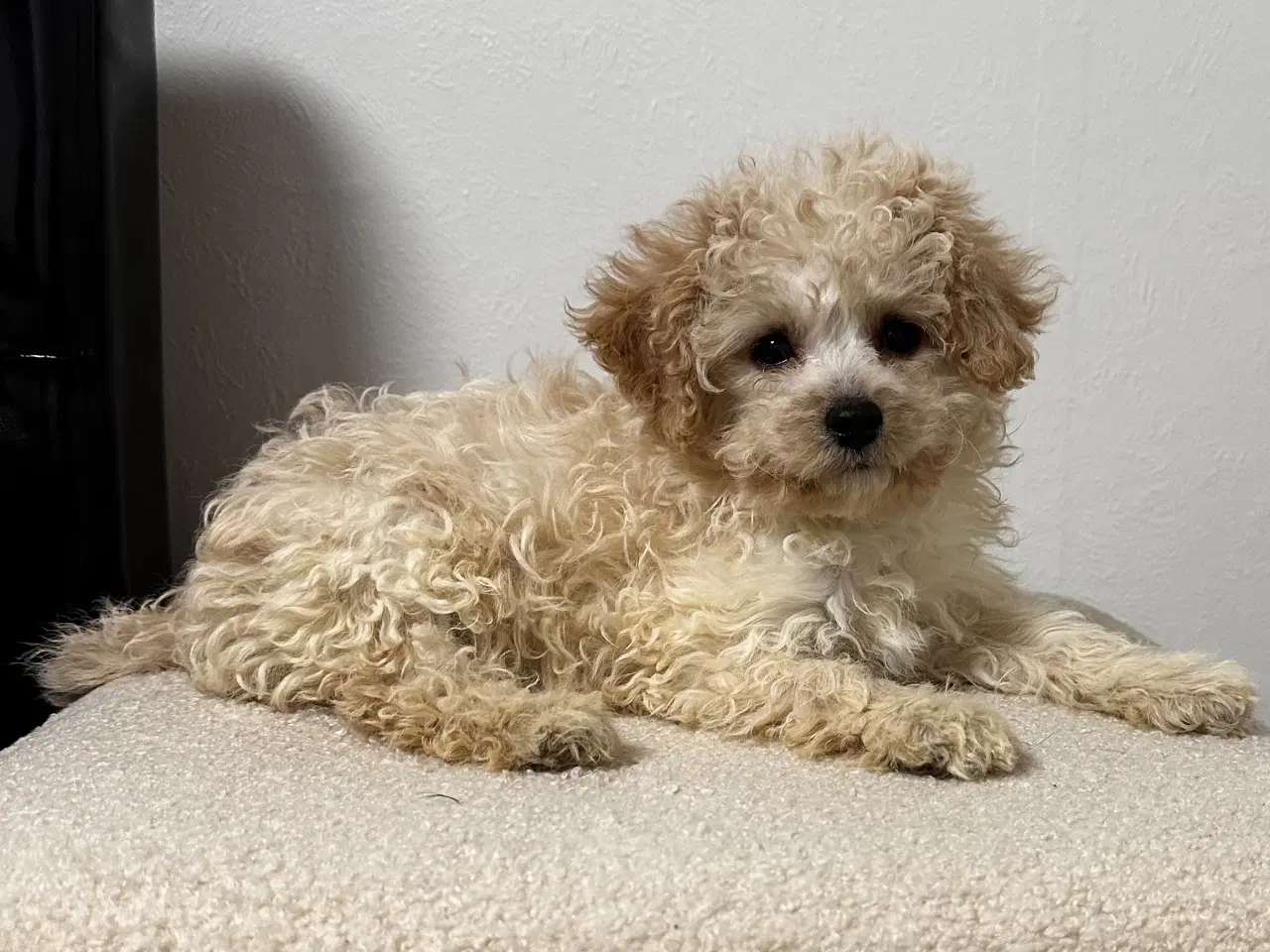 Billede 5 - Cavapoo F2B