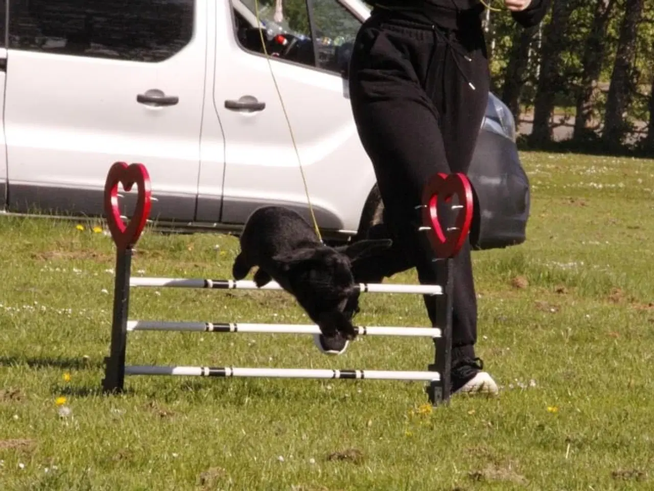 Billede 10 - Østrigsk Hopkanin / Kælekanin sælges