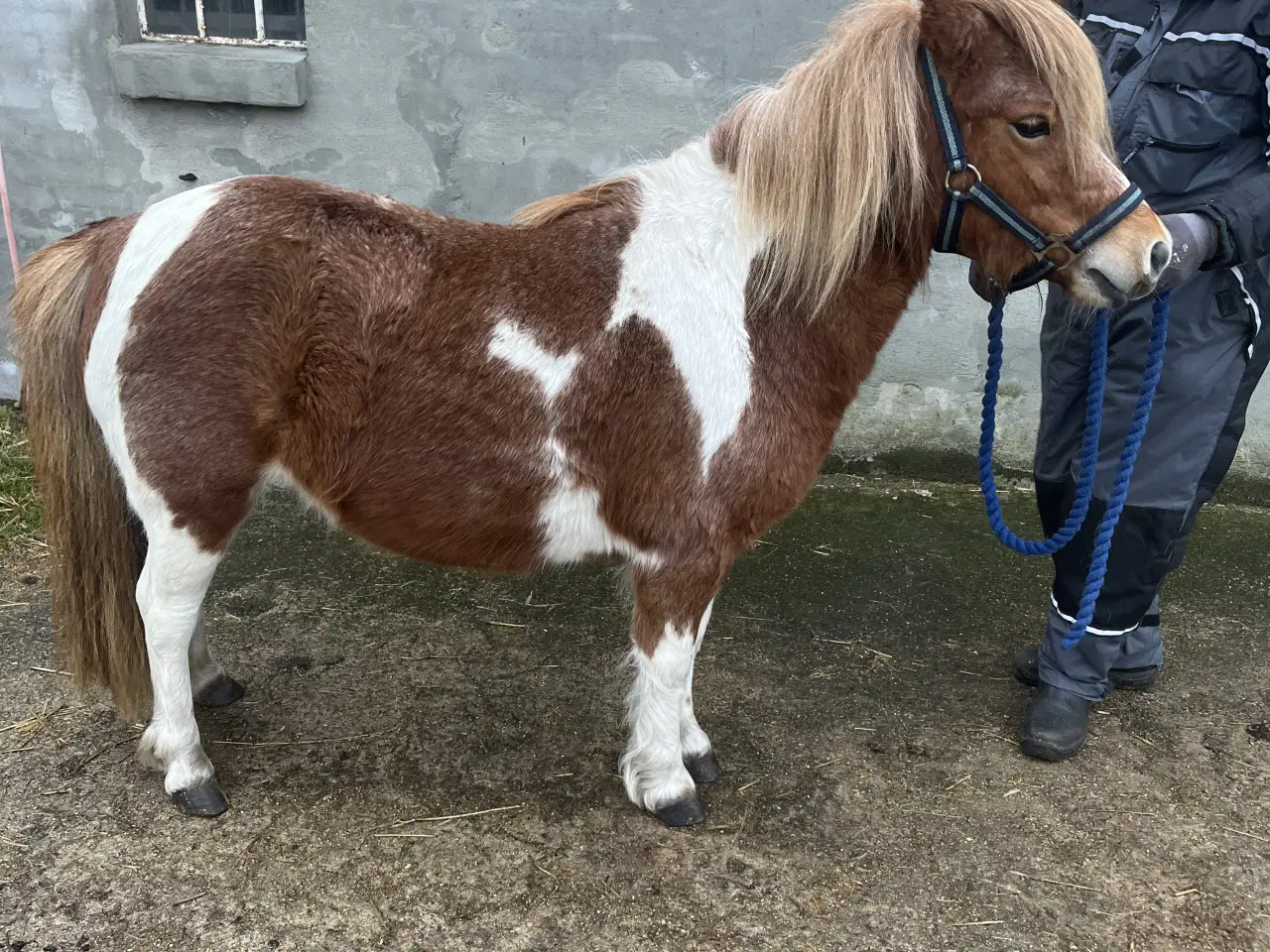 Billede 4 - Flot og virkelig sød shetter hoppe sælges