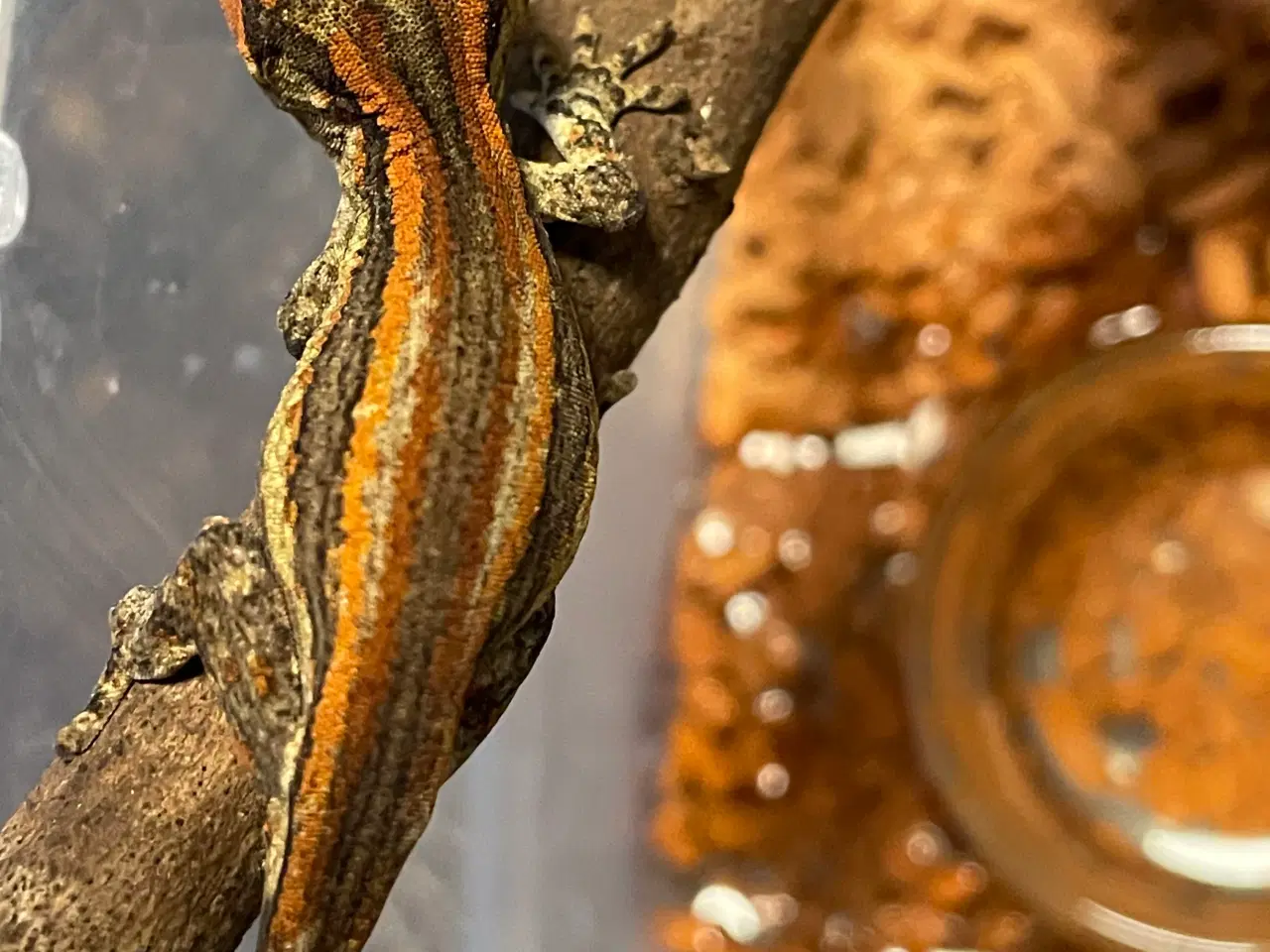 Billede 1 - Gekko’er fra Ny kaledonien