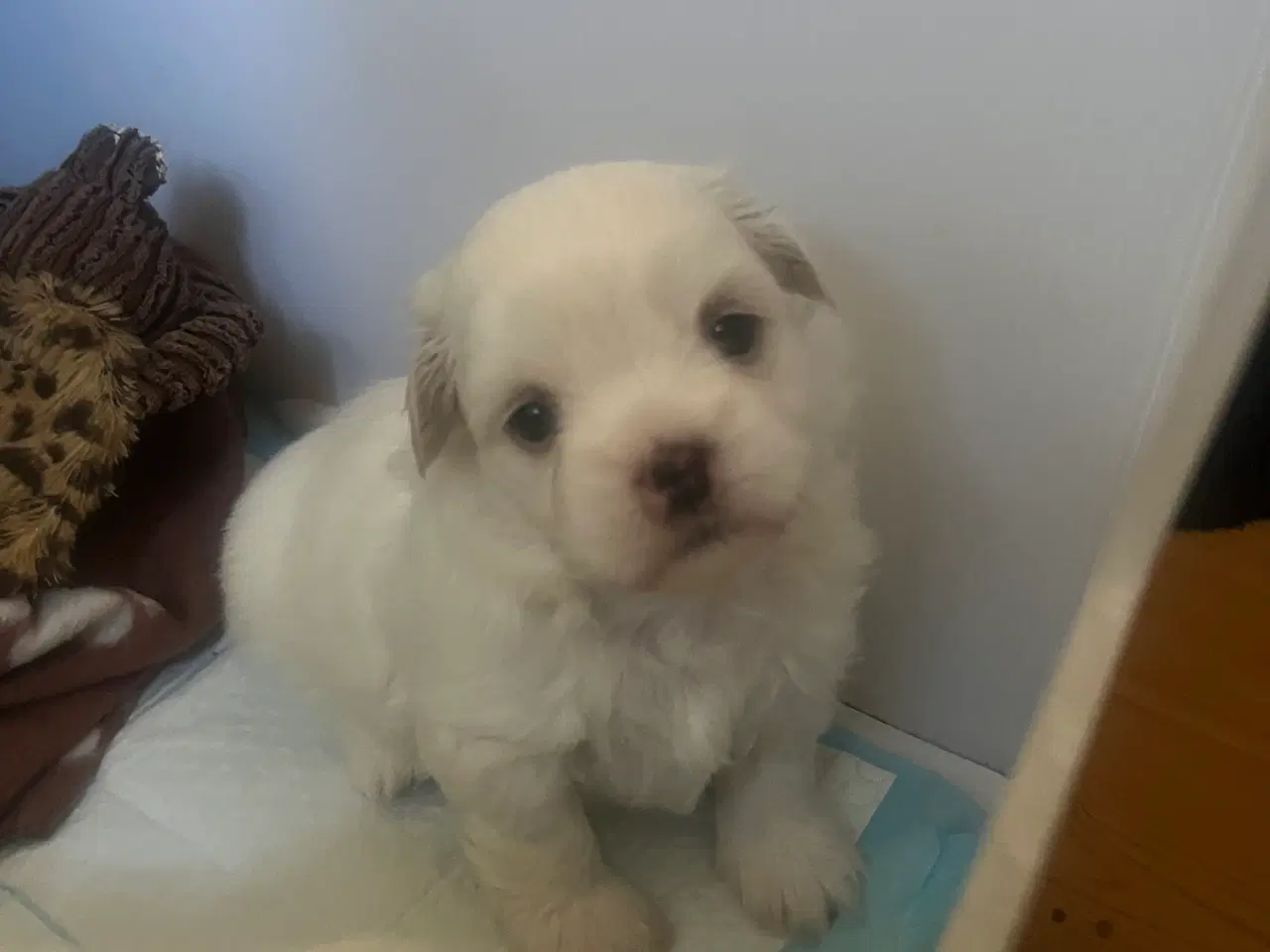 Billede 13 - Shih tzu hvalpe