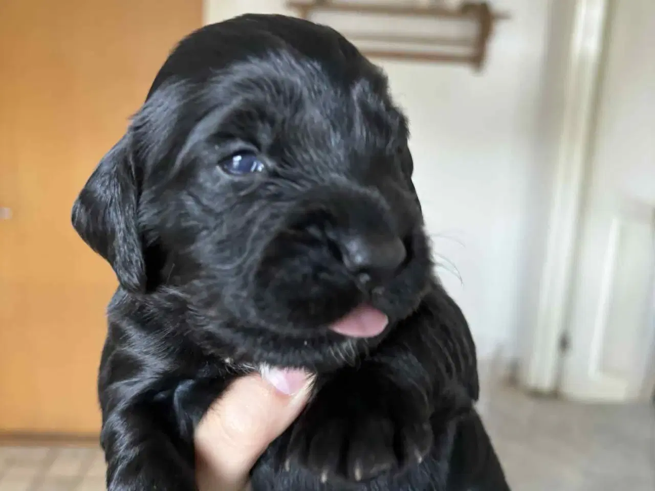 Billede 12 - Ft. Cocker spaniel hvalpe