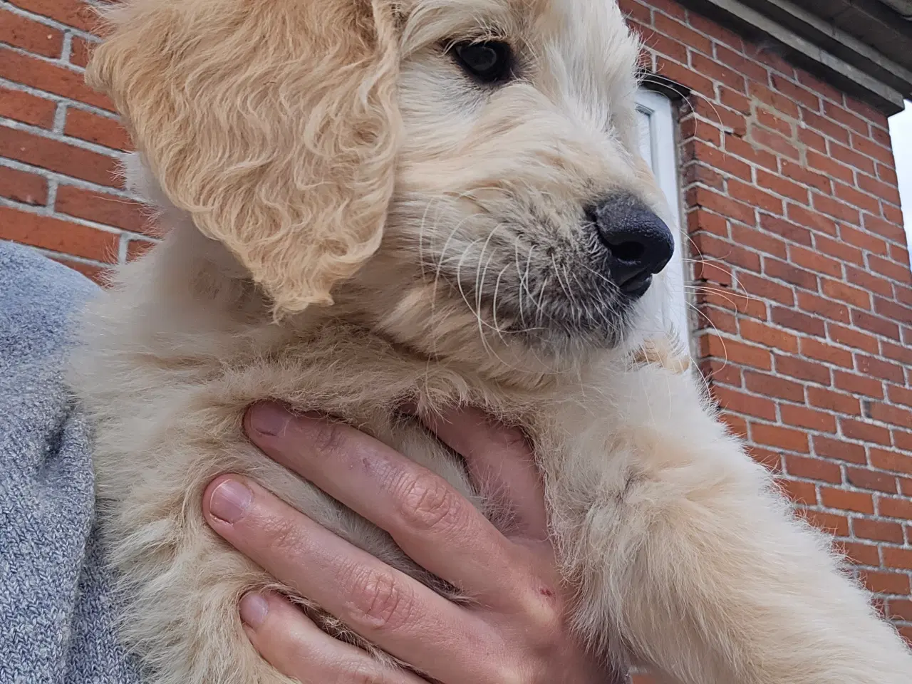 Billede 6 - Goldendoodle han