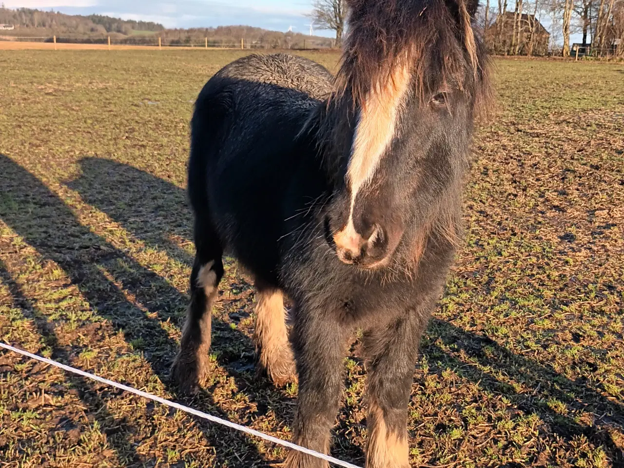 Billede 6 - Hest plag Irisch Cop