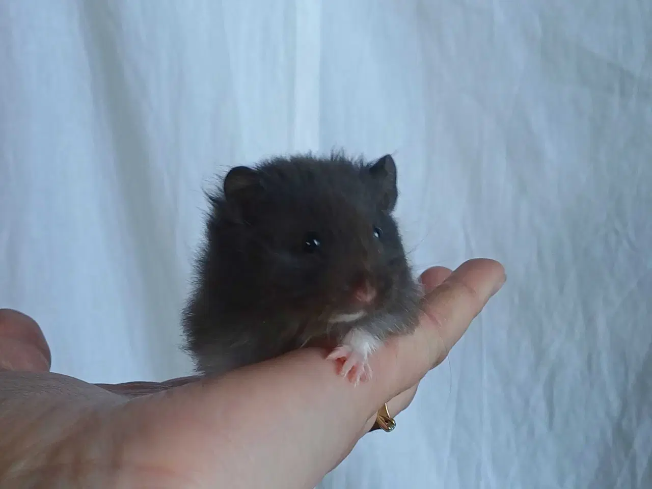 Billede 10 - Guldhamster unger