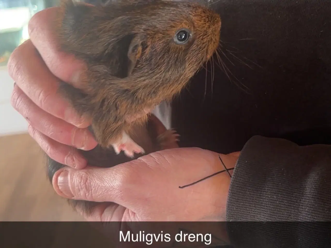 Billede 2 - Marsvin unger 1-12-2025